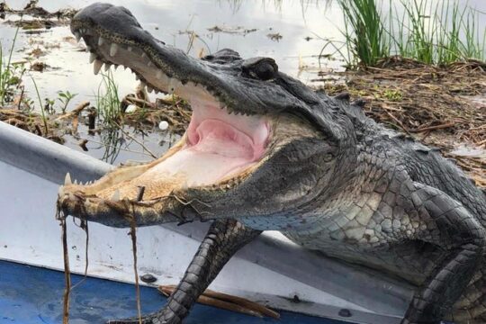 New Orleans Small Group Airboat Swamp Tour