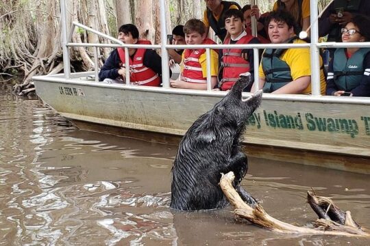 Honey Island Swamp Tour